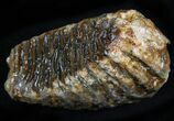 Baby Woolly Mammoth Molar - North Sea Deposits #22063-1